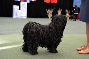 2015-03-07 Troja1